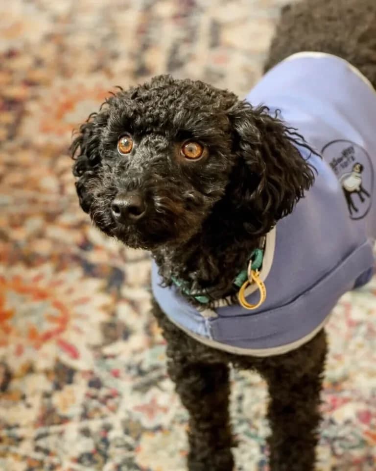 Dexter, therapy dog at Bloom Well-being