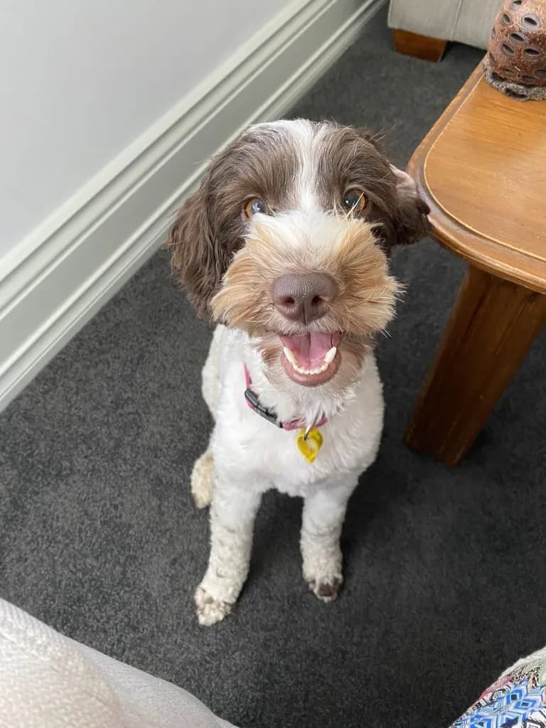Mali, therapy dog at Bloom Well-being
